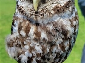 Customer Photo of Birds of Prey North Somerset